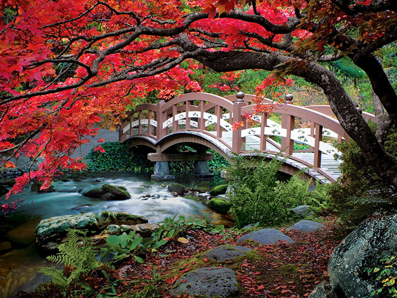 Red-leafed Tree over Bridge