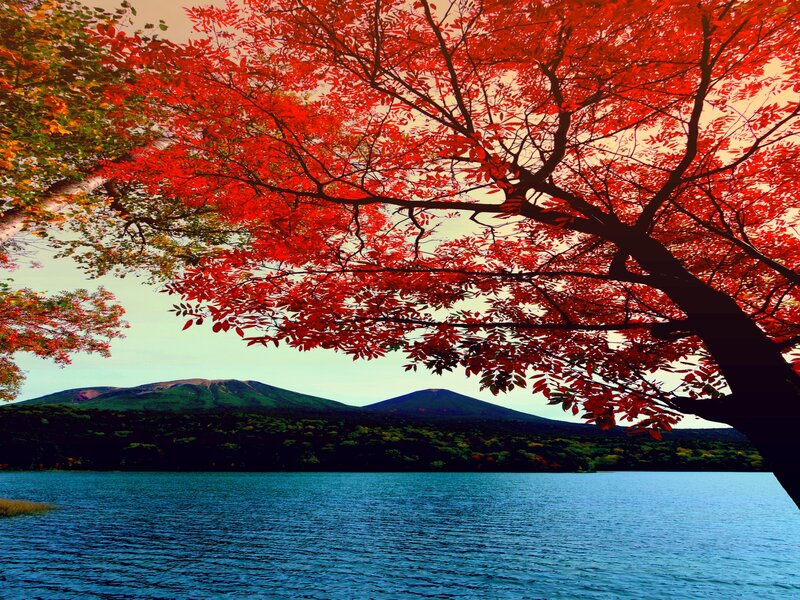Red-leafed Tree over Lake