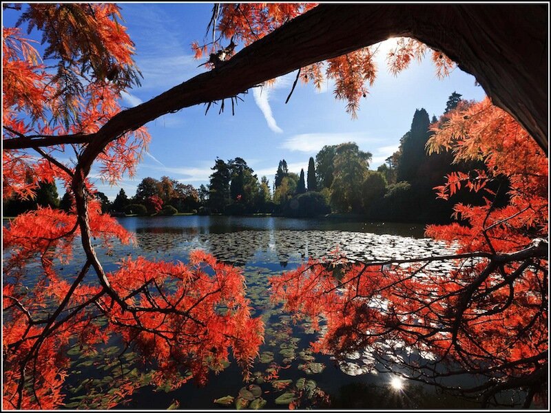 Red-leafed Tree over Pond