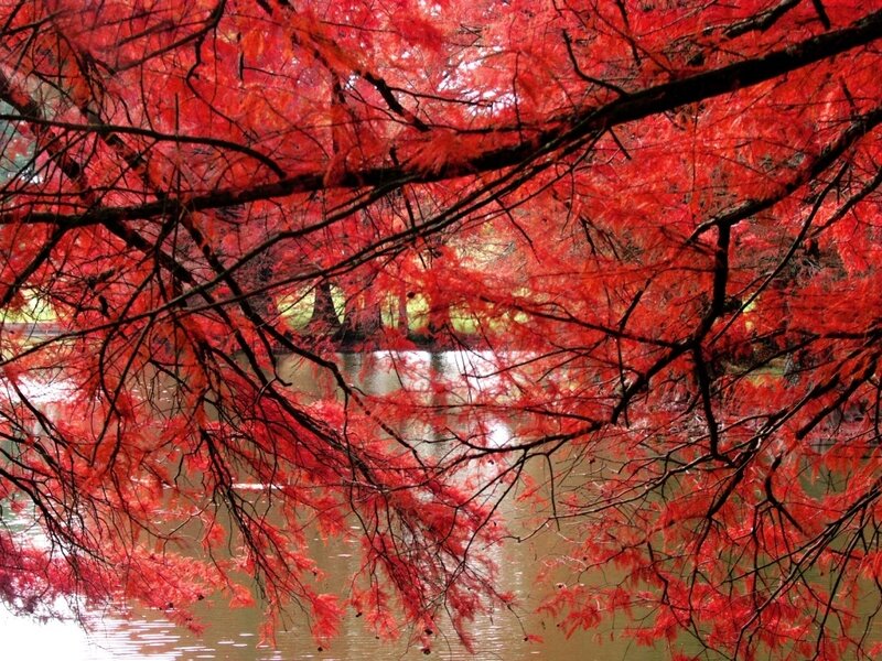 Red-leafed Tree over Water