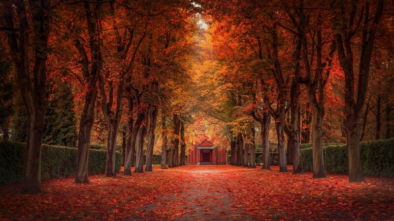 Red-leafed Tree Path — Red, Serene