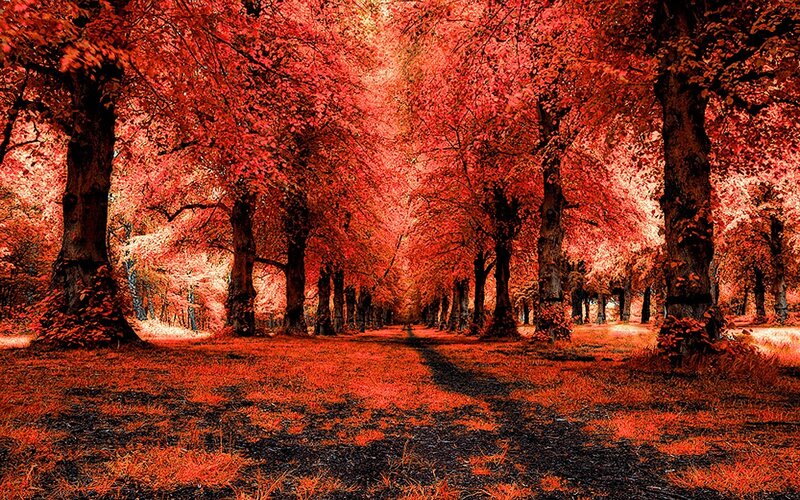 Red-leafed Tree Path — Red