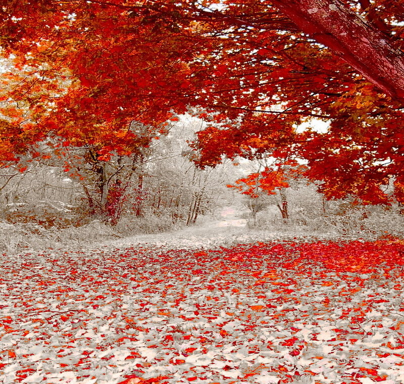 Red-leafed Tree Path