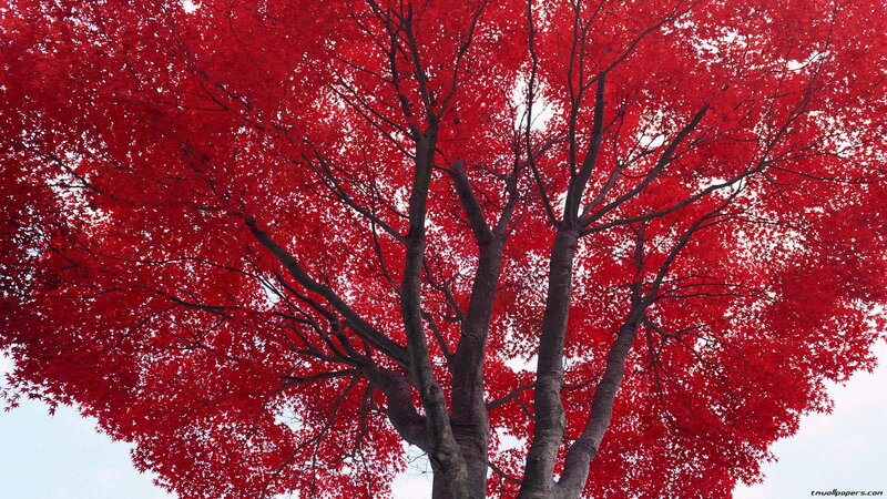 Red-leafed Tree — Red, Dramatic, Autumn, Photograph, Sky