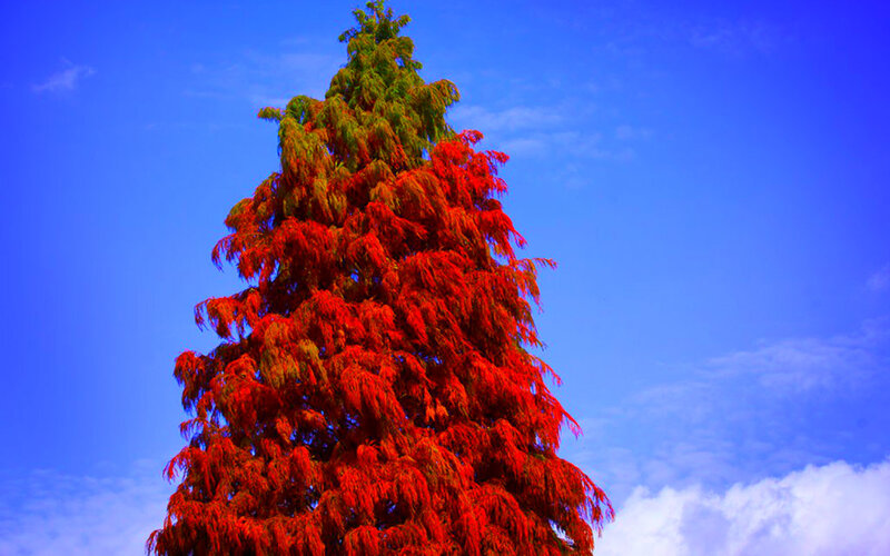 Red-leafed Tree — Red, Dramatic, Autumn