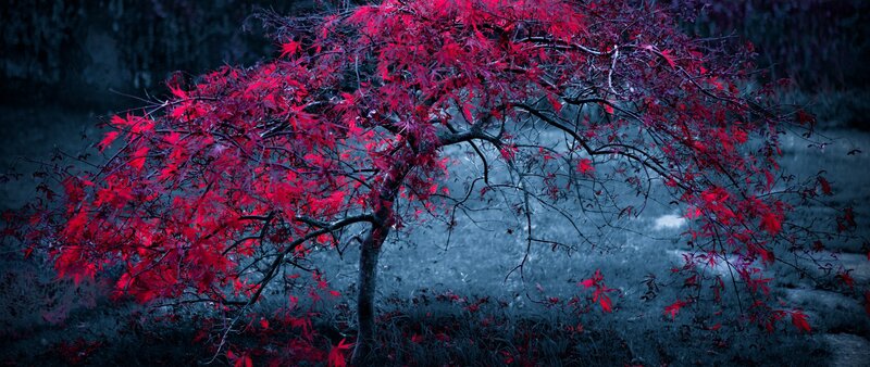 Red-leafed Tree — Red, Dramatic, Night, Photograph, Branches