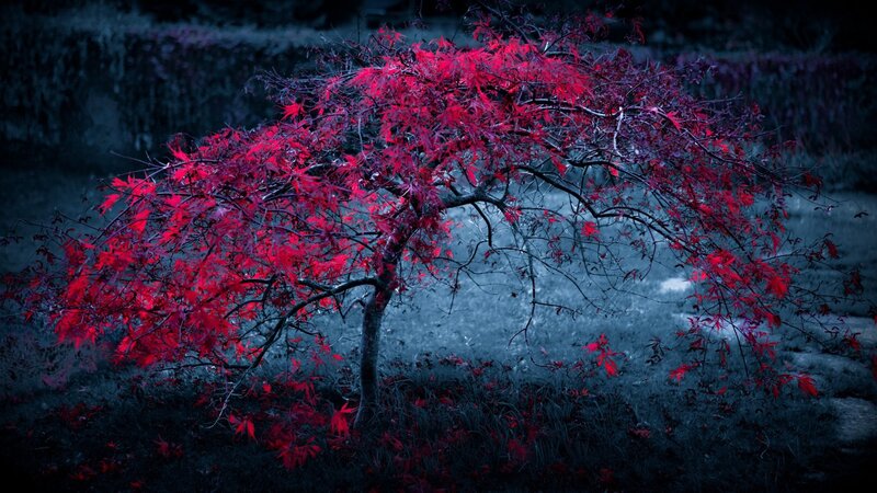 Red-leafed Tree — Red, Dramatic, Night, Photograph, Leaves, Grass