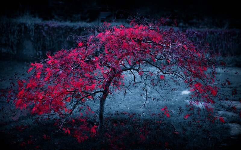 Red-leafed Tree — Red, Dramatic, Night, Photograph, Leaves