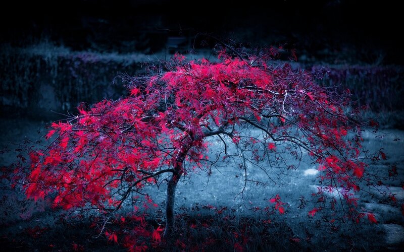 Red-leafed Tree — Red, Dramatic, Night, Photograph