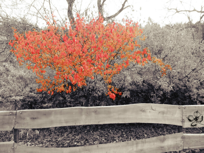 Red-leafed Tree — Red, Serene, Autumn, Photograph, Fence