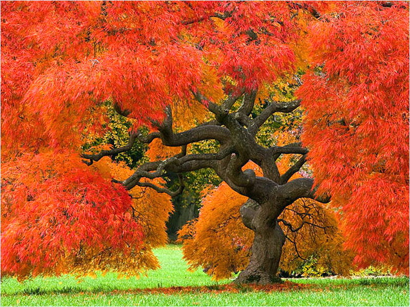 Red-leafed Tree — Red, Serene, Autumn, Photograph, Grass