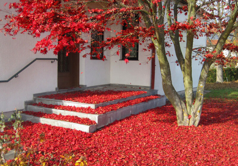 Red-leafed Tree — Red, Serene, Autumn, Photograph, House