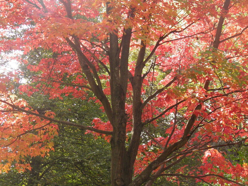 Red-leafed Tree — Red, Serene, Autumn, Photograph, Leaves, Branches
