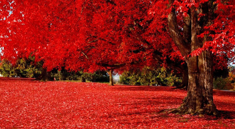 Red-leafed Tree — Red, Serene, Autumn, Photograph, Leaves, Ground