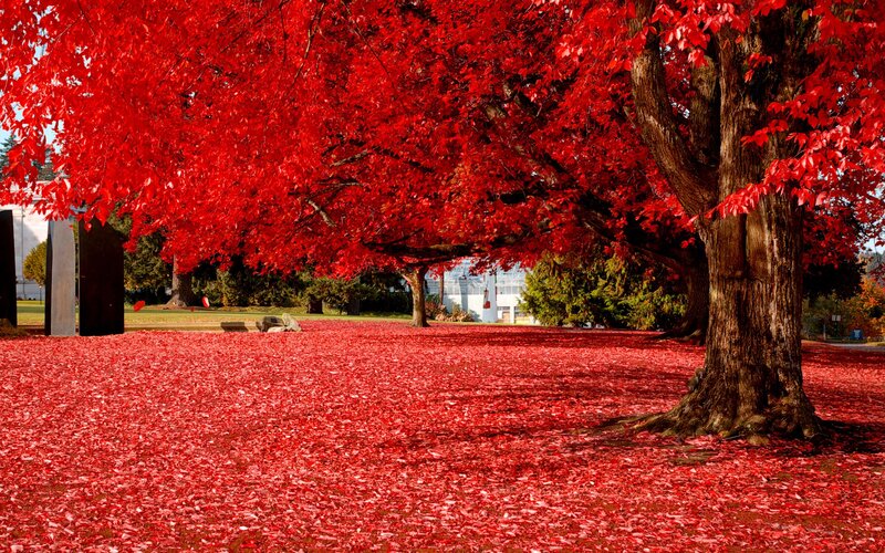 Red-leafed Tree — Red, Serene, Autumn, Photograph, Leaves