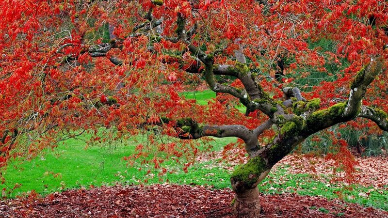 Red-leafed Tree — Red, Serene, Autumn, Photograph, Moss