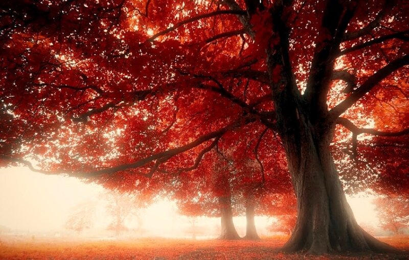 Red-leafed Tree — Red, Serene, Autumn, Photograph, Trees