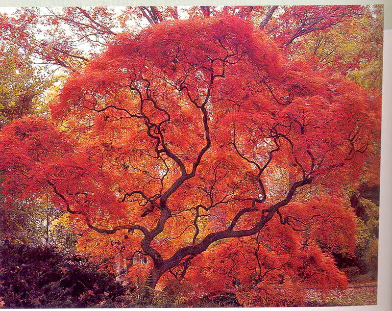 Red-leafed Tree — Red, Serene, Autumn