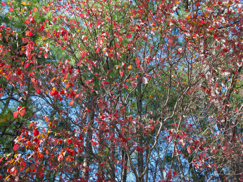 Red-leafed Tree — Red, Serene