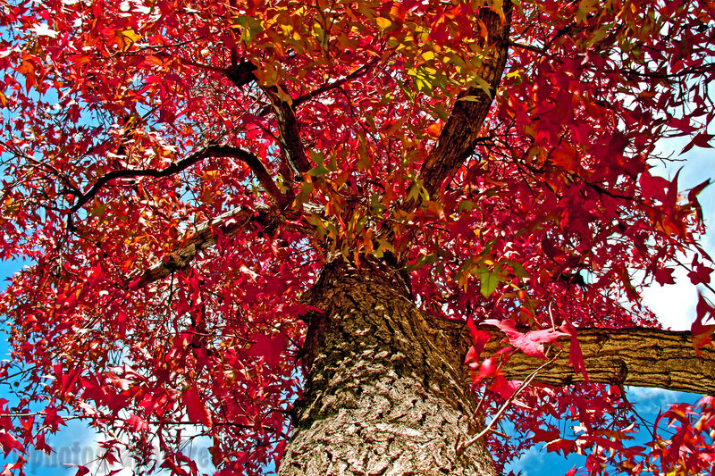 Red-leafed Tree — Red