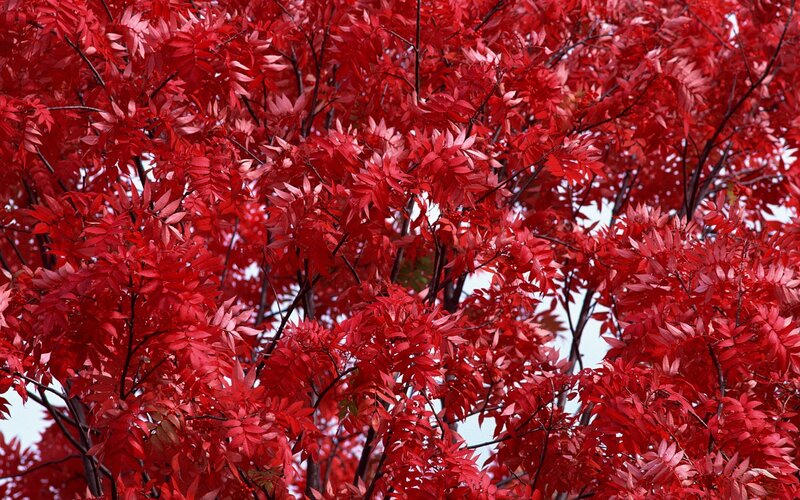 Red-leafed Tree — Red, Vibrant, Autumn, Photograph