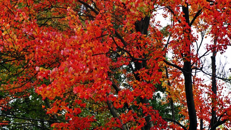 Red-leafed Tree — Red, Vibrant