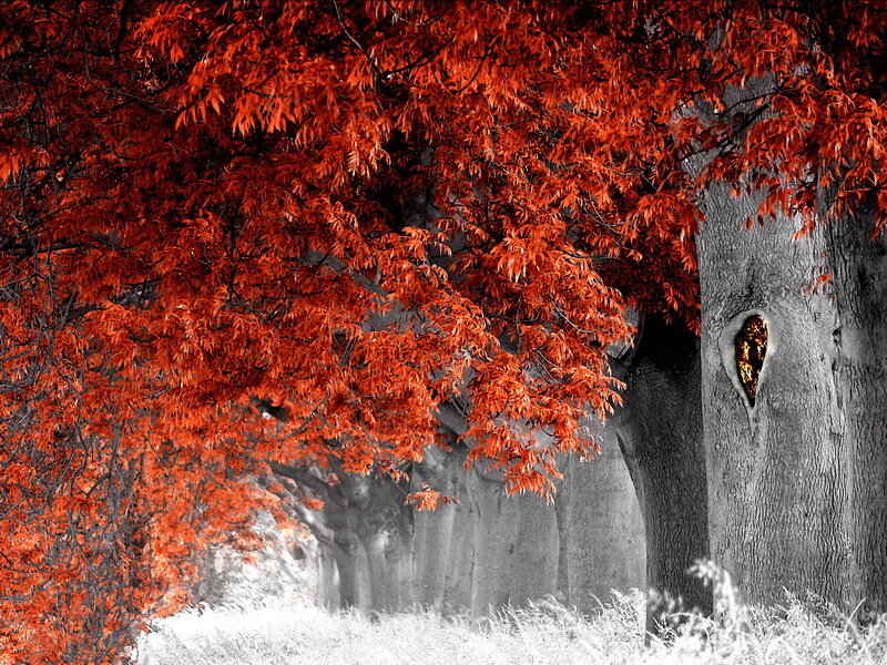 Red-leafed Tree