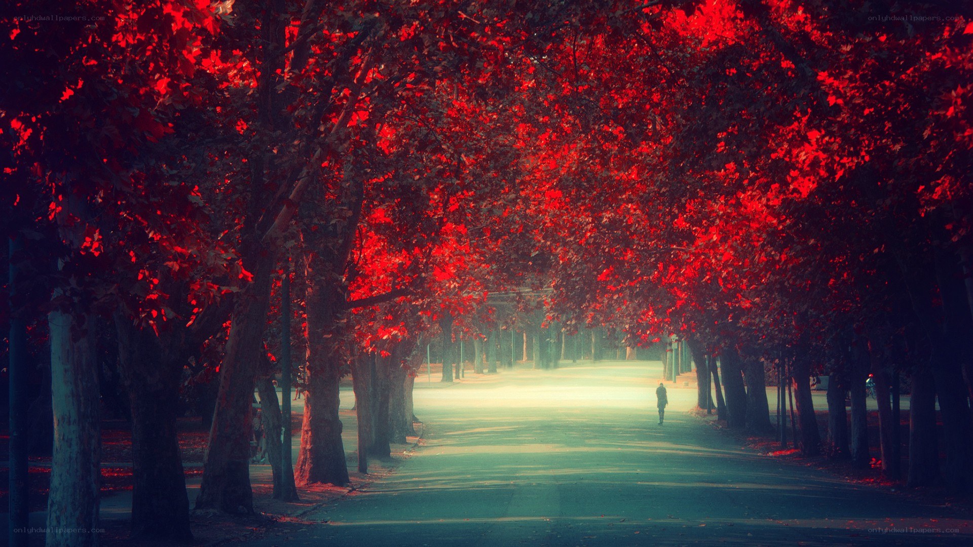 Red-leafed tree tunnel