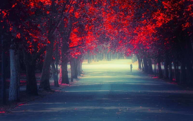 Red-leafed tree tunnel path