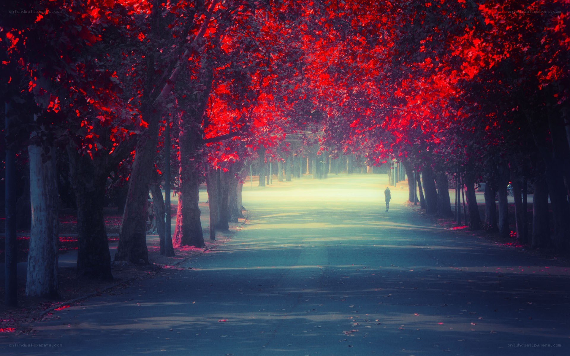 Red-leafed tree tunnel path