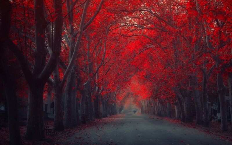 Red-leafed Tree Tunnel — Red, Dramatic, Autumn, Photograph, Path, Fallen Leaves