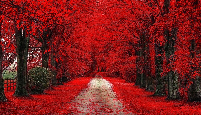 Red-leafed Tree Tunnel — Red, Dramatic, Autumn, Photograph, Path