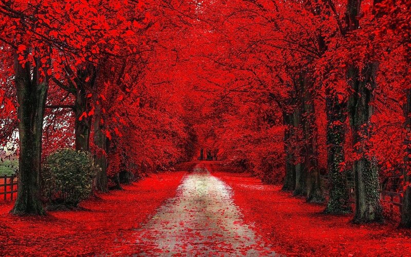 Red-leafed Tree Tunnel — Red, Dramatic, Autumn, Photograph, Path, Trees