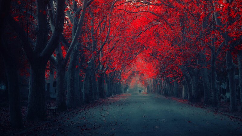Red-leafed Tree Tunnel — Red, Dramatic, Autumn, Photograph, Road