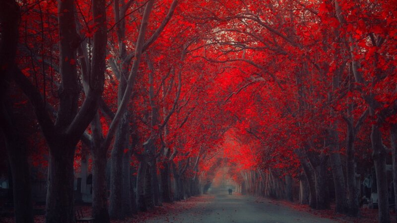 Red-leafed Tree Tunnel — Red, Dramatic, Autumn, Photograph