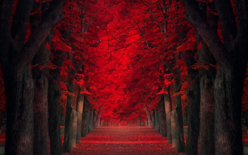 Red-leafed Tree Tunnel — Red, Dramatic, Autumn, Photograph, Trees, Leaves, Path