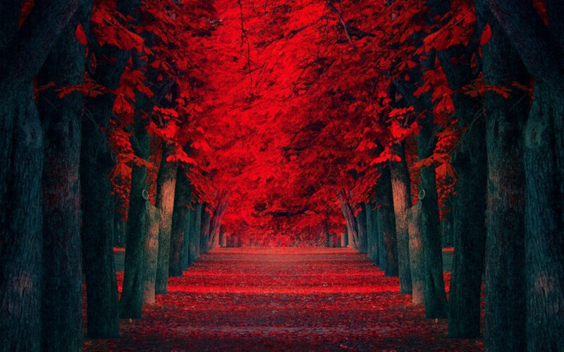 Red-leafed Tree Tunnel — Red, Dramatic, Autumn, Photograph, Trees, Leaves