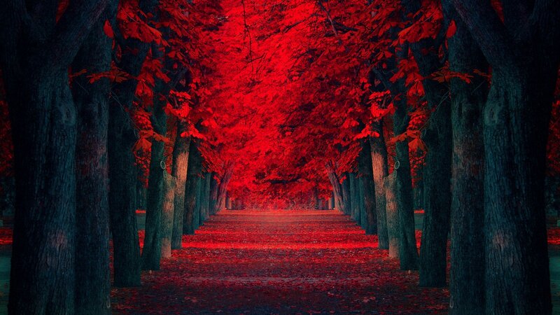 Red-leafed Tree Tunnel — Red, Dramatic, Autumn, Photograph, Trees, Path, Leaves, Black