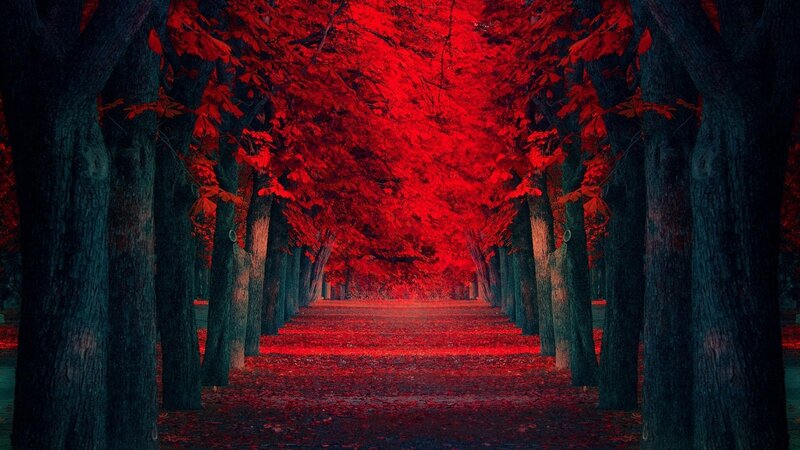 Red-leafed Tree Tunnel — Red, Dramatic, Autumn, Photograph, Trees, Path, Leaves