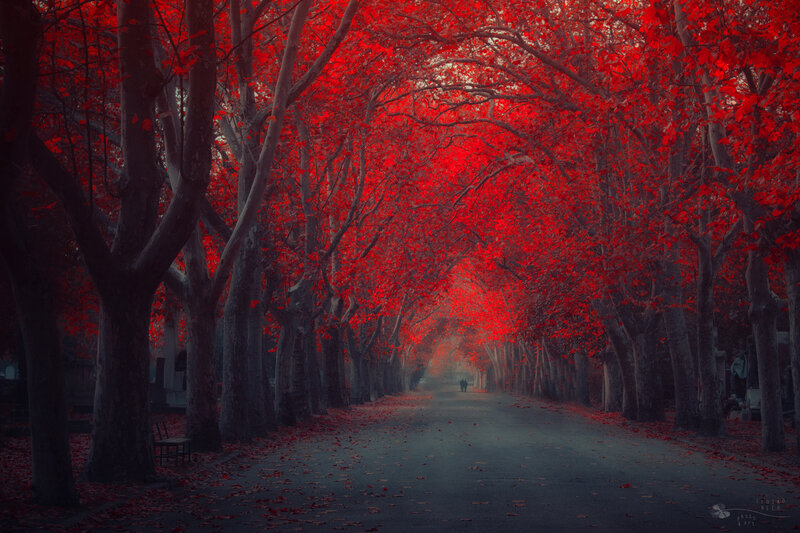 Red-leafed Tree Tunnel — Red, Dramatic, Autumn, Photograph, Trees, Path