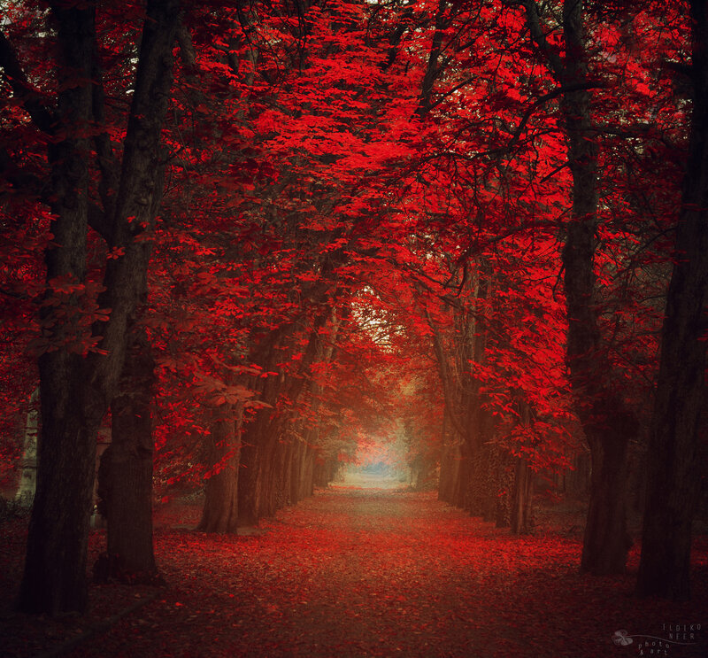 Red-leafed Tree Tunnel — Red, Dramatic, Autumn, Photograph, Trees