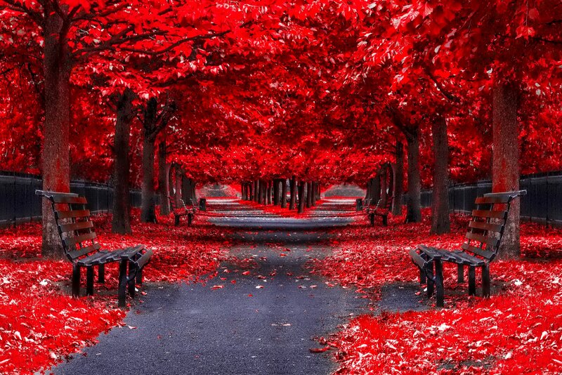 Red-leafed Tree Tunnel — Red, Serene, Autumn, Photograph, Bench