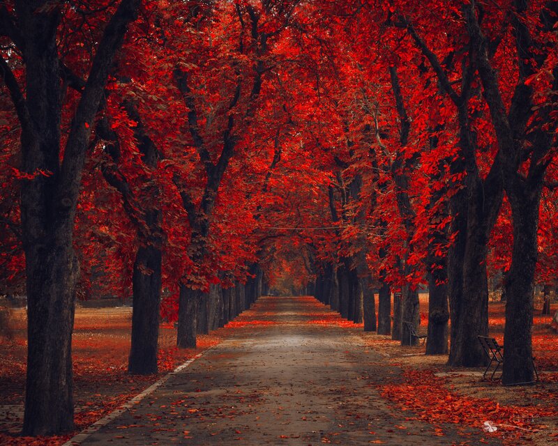 Red-leafed Tree Tunnel — Red, Serene, Autumn, Photograph, Path, Bench