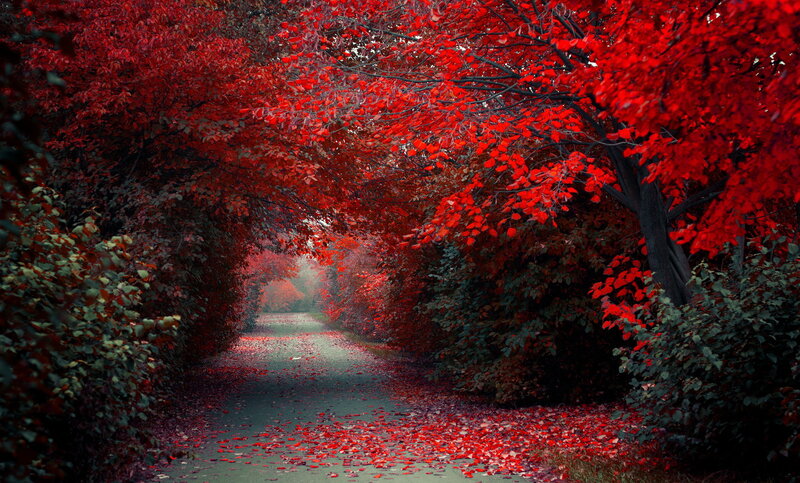 Red-leafed Tree Tunnel — Red, Serene, Autumn, Photograph, Path, Leaves