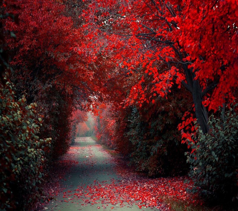 Red-leafed Tree Tunnel — Red, Serene, Autumn, Photograph, Path, Leaves, Trees