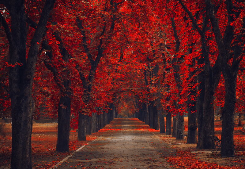 Red-leafed Tree Tunnel — Red, Serene, Autumn, Photograph, Path