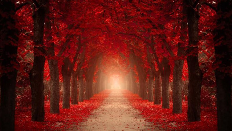 Red-leafed Tree Tunnel — Red, Serene, Autumn, Photograph, Path, Trees, Leaves