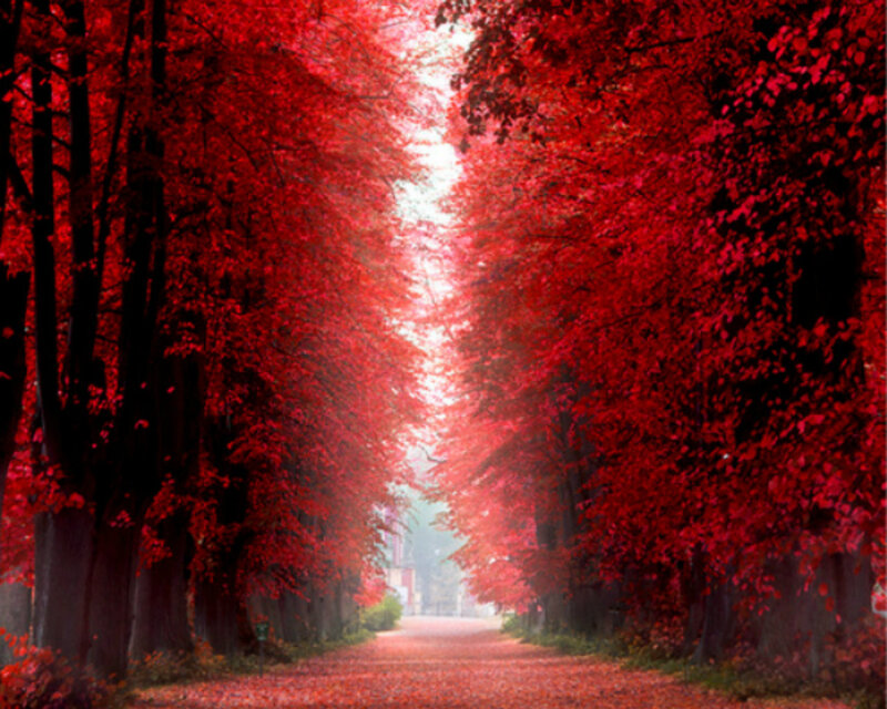 Red-leafed Tree Tunnel — Red, Serene, Autumn, Photograph, Path, Trees