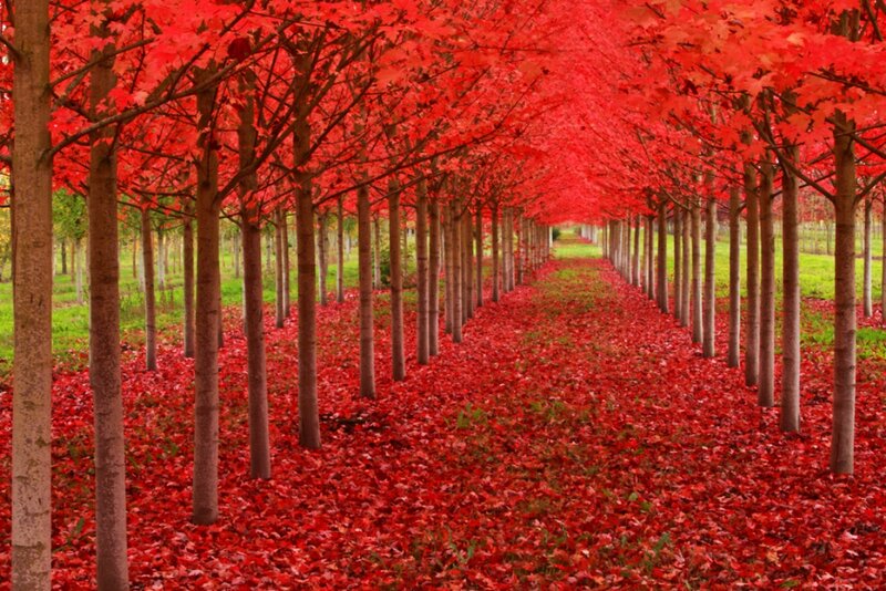 Red-leafed Tree Tunnel — Red, Serene, Autumn, Photograph