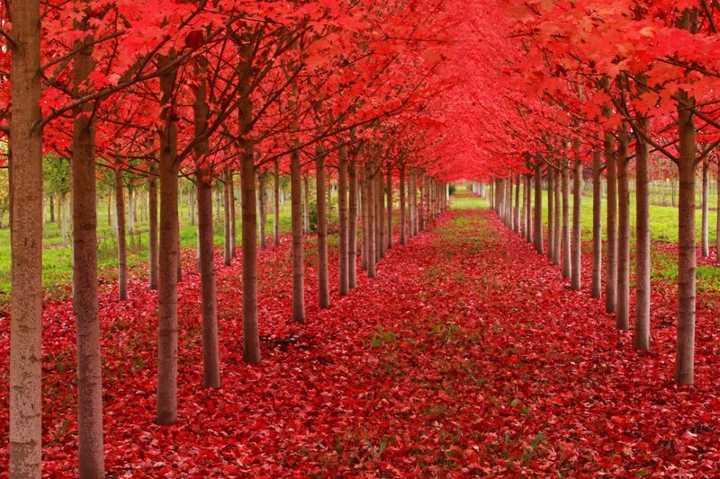 Red-leafed Tree Tunnel — Red, Serene, Autumn, Photograph, Trees